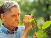 Edward O. Wilson: Người kế tục sự nghiệp của Darwin